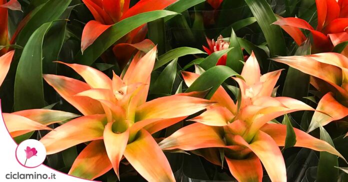 guzmania
