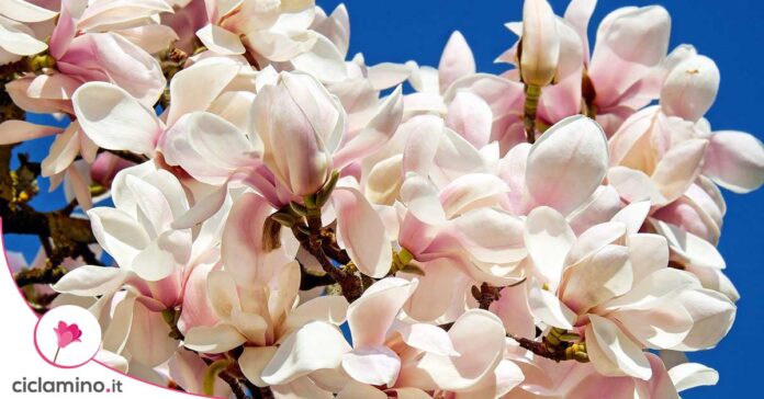 magnolia