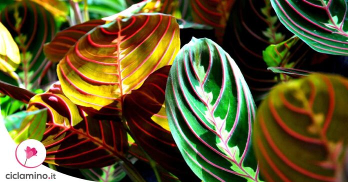 maranta-foglie-accartocciate