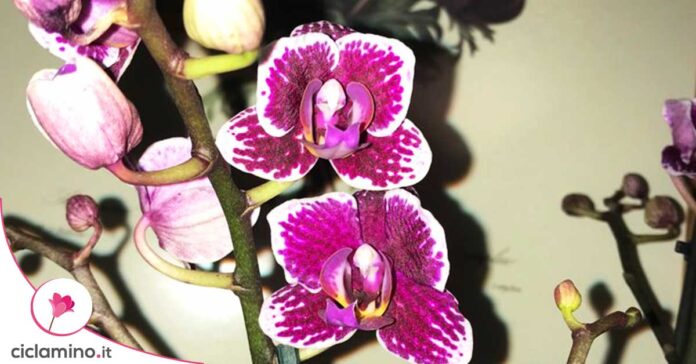 mini-orchidea