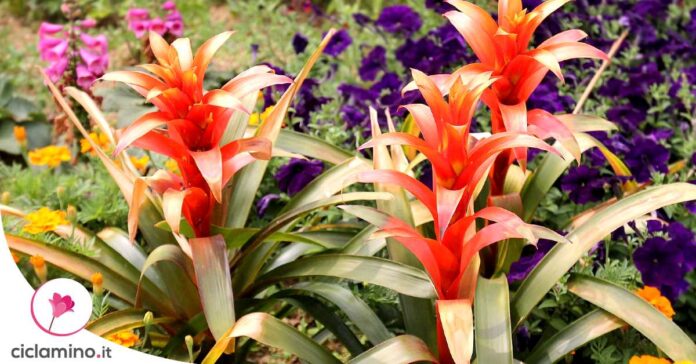 moltiplicare-guzmania