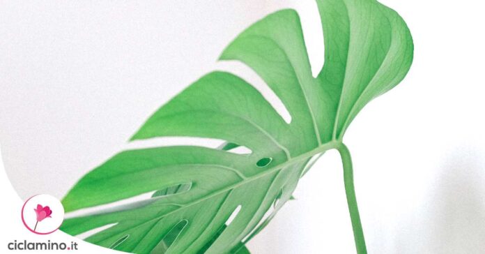 moltiplicare-monstera-foglia