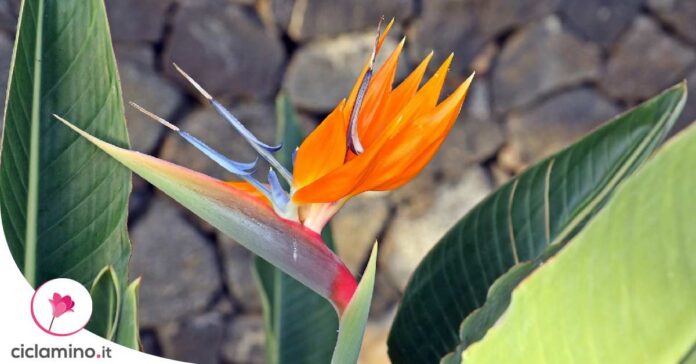 moltiplicare-strelitzia