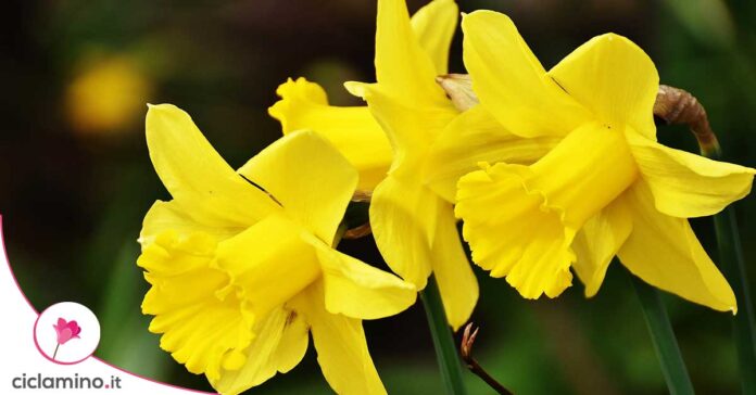 narciso