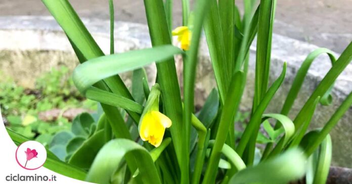 narciso-non-fiorisce
