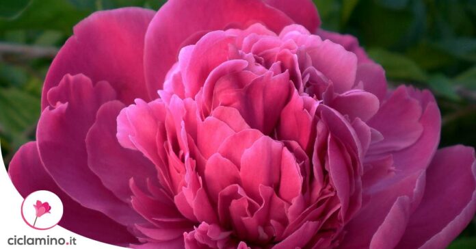 peonia