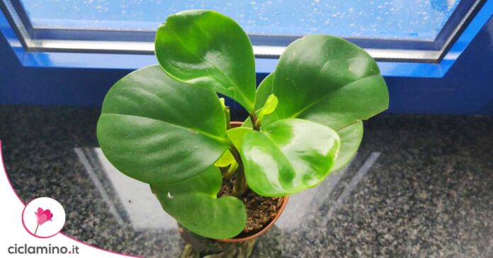 peperomia