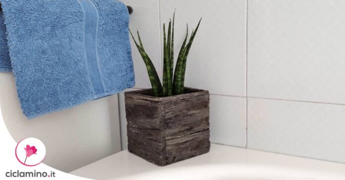 piante-bagno-senza-finestre