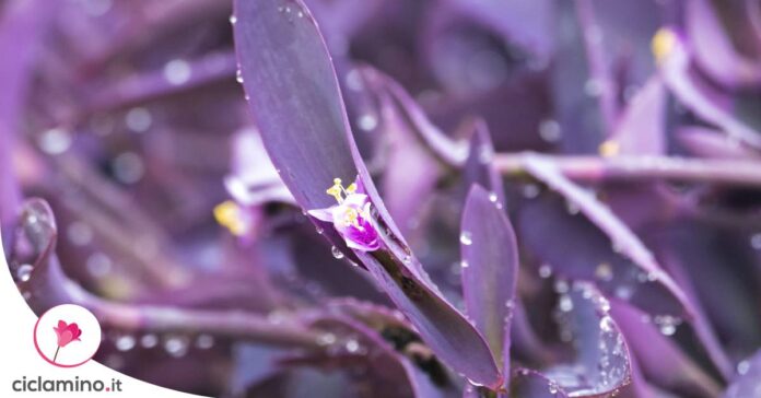 piante-foglie-rosa