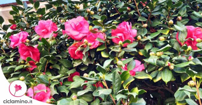 piante-per-fare-siepe