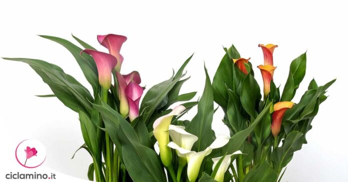significato-simbologia-calla