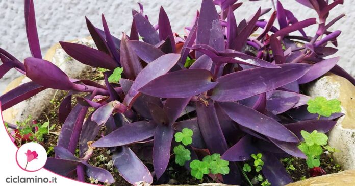tradescantia