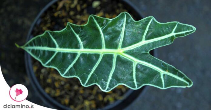 alocasia-macchie