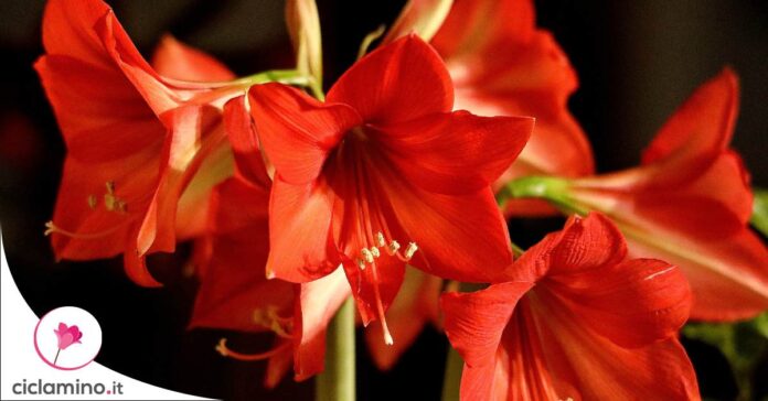 amaryllis