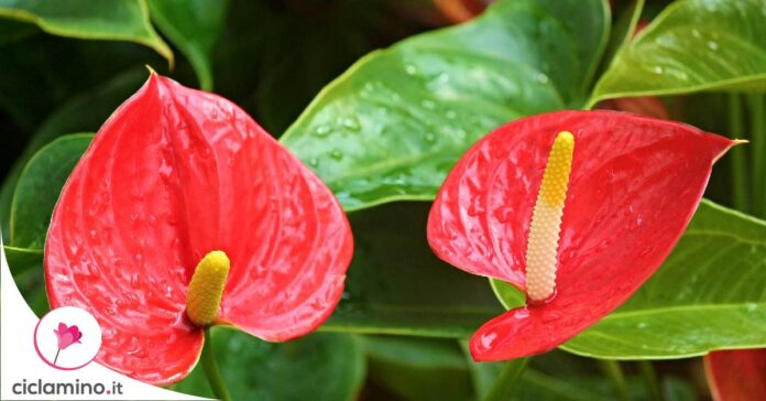 anthurium-foglie-gialle