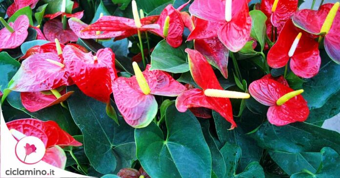 anthurium-senza-fiori