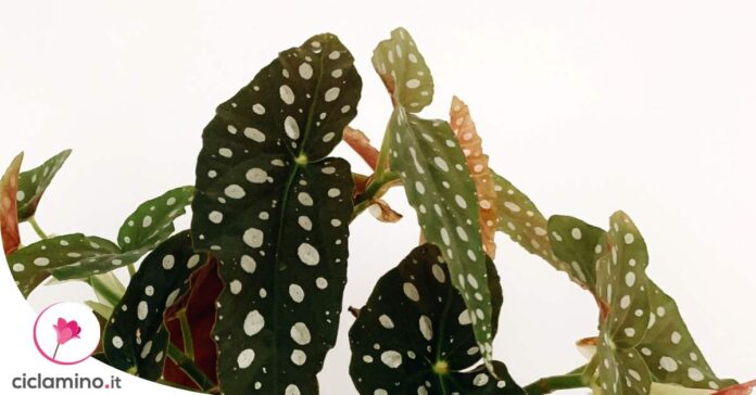 begonia-foglie-arricciate