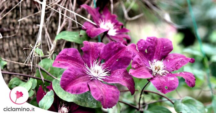 clematis-secca
