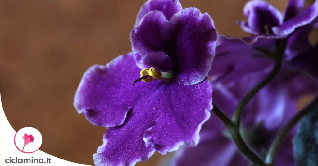 come-moltiplicare-violetta-africana