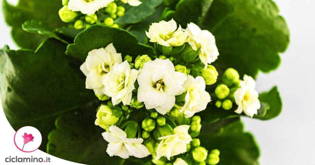 come-potare-calancola