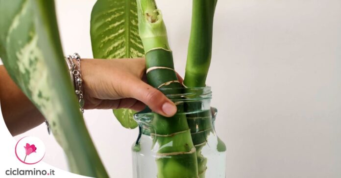 come-salvare-moltiplicare-dieffenbachia