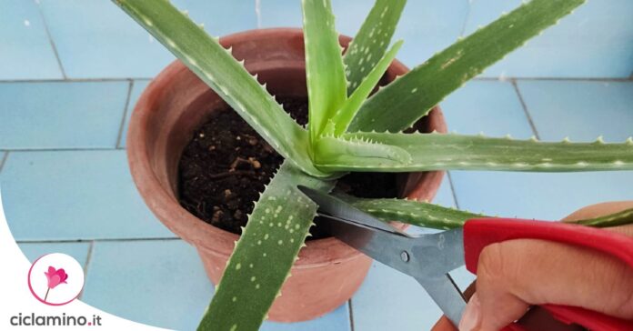 come-tagliare-aloe