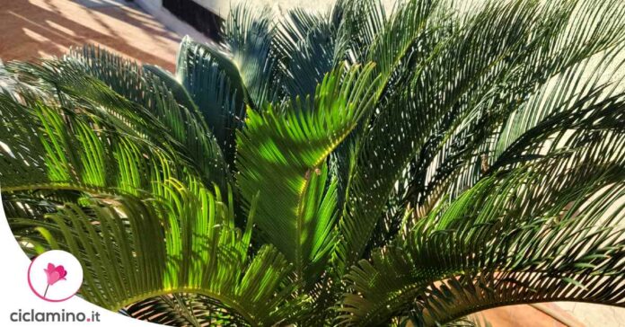 cycas-macchie-bianche