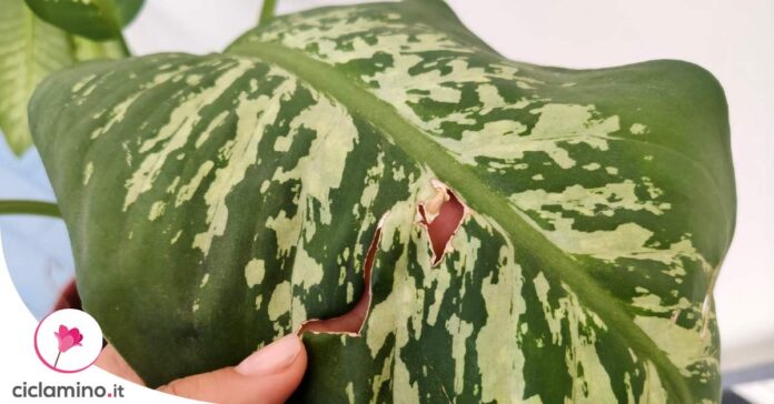 dieffenbachia-foglie-gialle