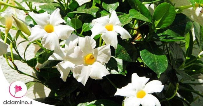 dipladenia-foglie-gialle