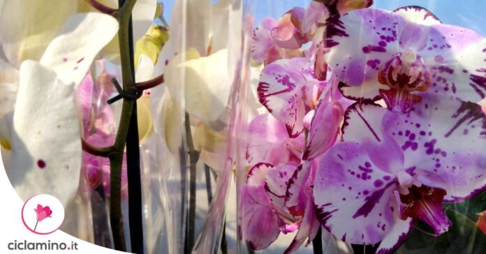 far-fiorire-orchidee-tanto-tempo