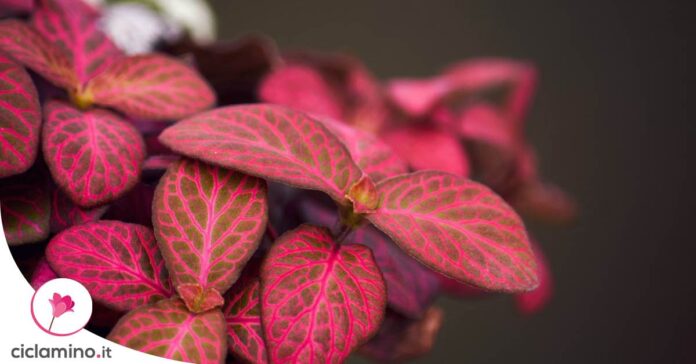 fittonia-afflosciata