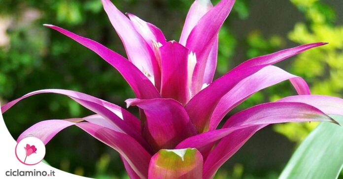 guzmania-concime
