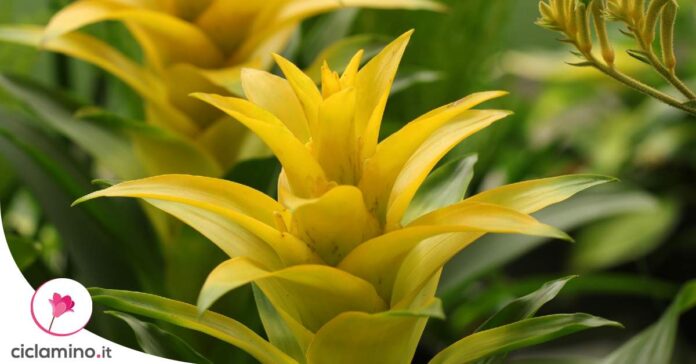 guzmania-fiore-secco