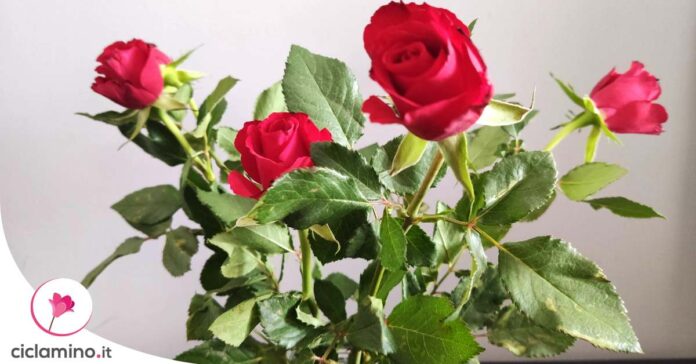 macchie-nere-rose