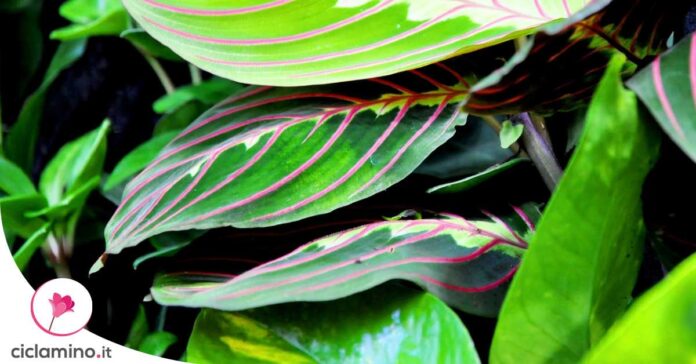 maranta-foglie-marroni
