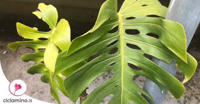 monstera-problemi