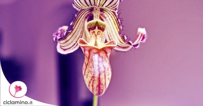 orchidea-culla-venere
