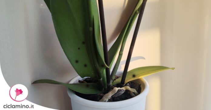 orchidea-macchie-nere