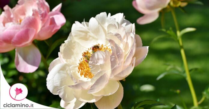 peonia-fioritura-ricca