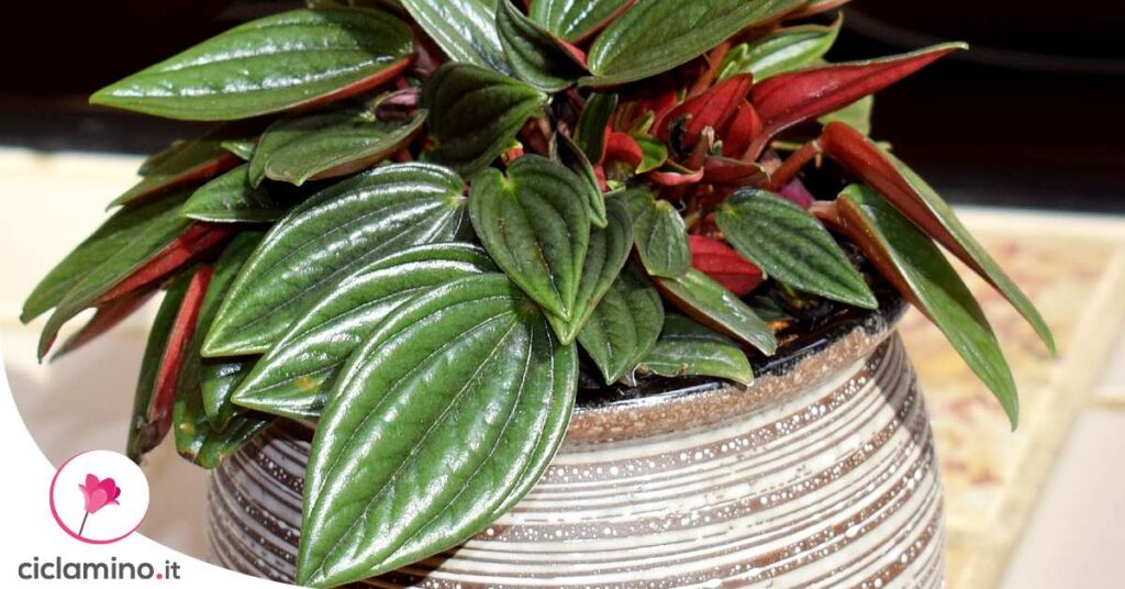 peperomia-marciume