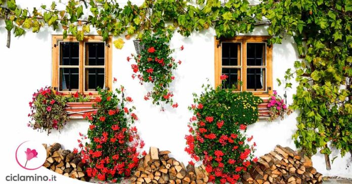 piante-rampicanti-balcone