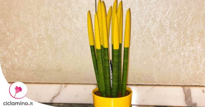 sansevieria-cylindrica