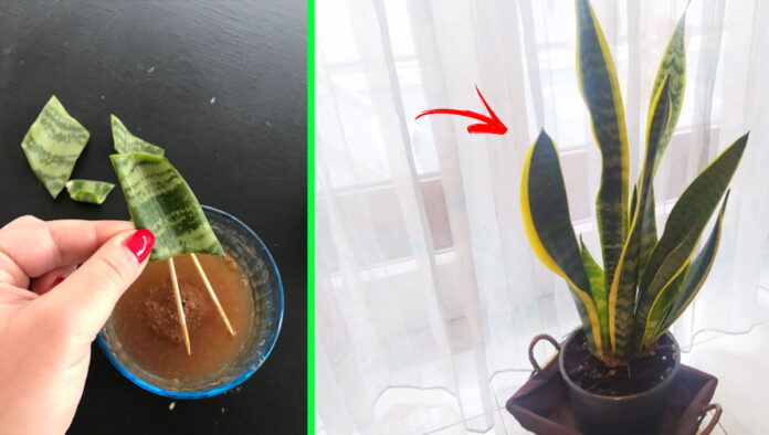 sansevieria-talea