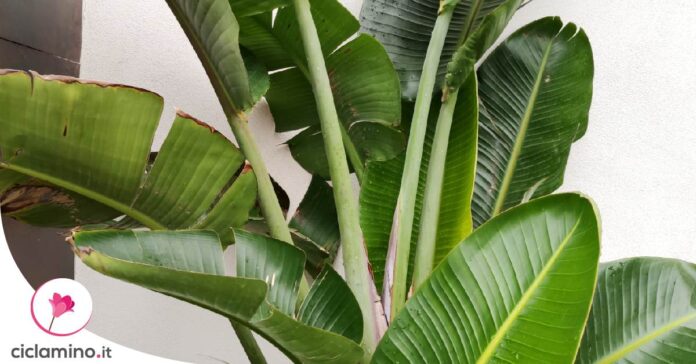 strelitzia-foglie-gialle