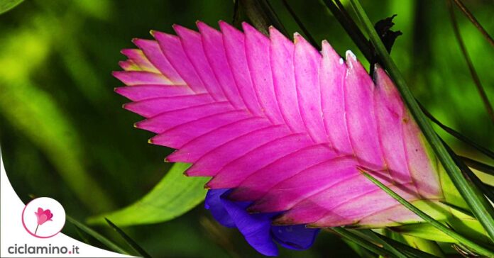 tillandsia-cyanea
