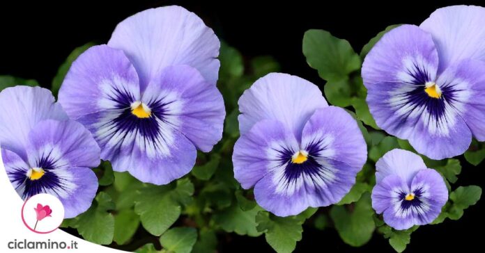 viola-del-pensiero