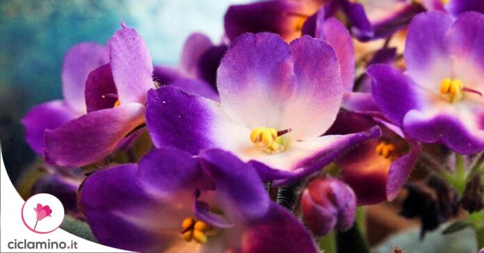 violetta-africana-non-fiorisce