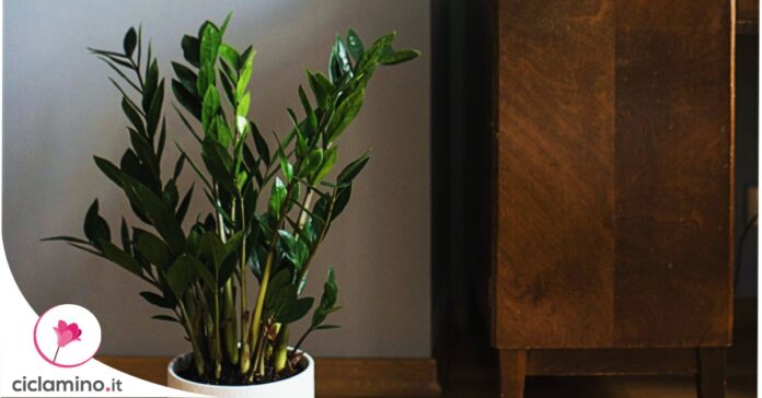 zamioculcas-foglie-gialle