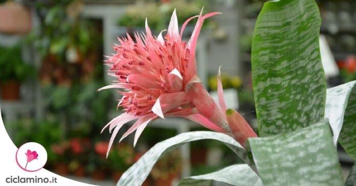 aechmea
