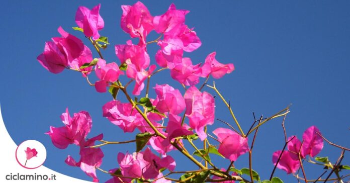 bouganville-rami-secchi